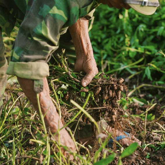 A Foundation for High-Quality, High-Yield Crops.