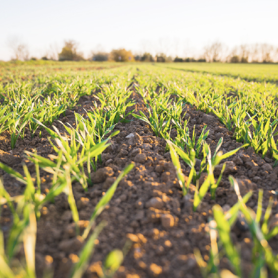 Reducing the Need for Pesticides with Complex Microbial Technology.